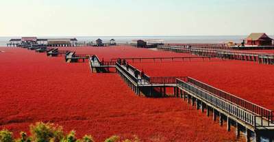 Սյուրռեալիստական բնապատկերներ. Կարմիր լողափ, Չինաստան