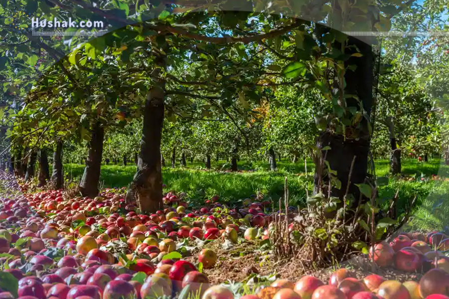 21 октября в Англии празднуют День яблока