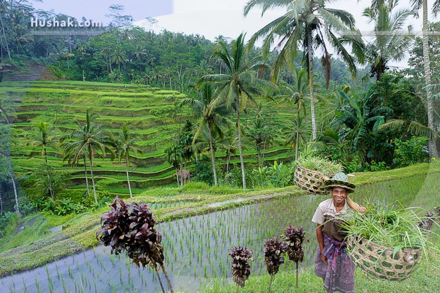 Сюрреалистические точки земли. Рисовые террасы Тегаллаланг, Индонезия